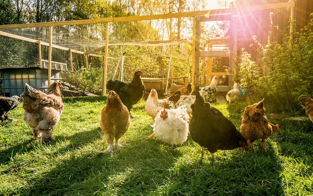 How to Keep Your Backyard Chicken Coop a Paradise for Birds